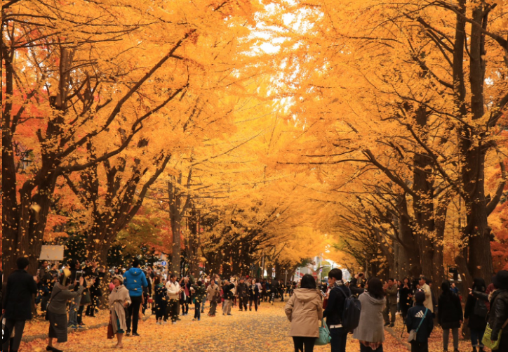 【日本秋叶之美】迷人的红叶季节